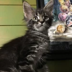 Фото №3 Продам котят породы Мейн-кун