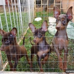 Фото №4 ПРАЖСКИЙ КРЫСАРИК