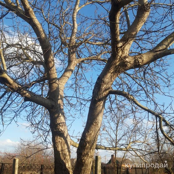 Фото Отдам садовые деревья на дрова и др. Есть большие деревья - бесплатно