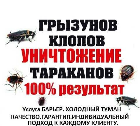 Фото Уничтожение- травля тараканов, клопов