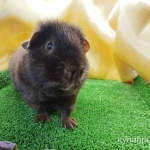Фото №4 Морская свинка американский тедди