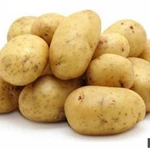 фото картофель семенной