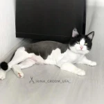 Фото №8 Груминг кошек
