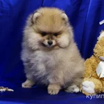 Фото №5 Щенок померанского шпица- мальчик