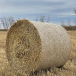 Фото №2 Солома ячменная в рулонах