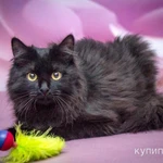 Роскошная пушистая кошка Ночка в добрые руки