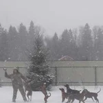 Передержка собак в питомнике