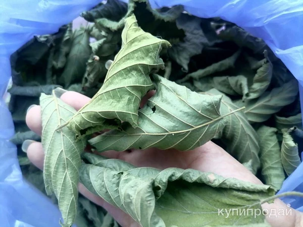 Фото Листья шелковицы. Цена за 100 грамм.