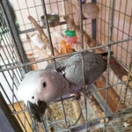 Фото №7 Продам птенцов крупного попугаях