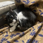 Фото №3 Отдам кошку в хорошие руки