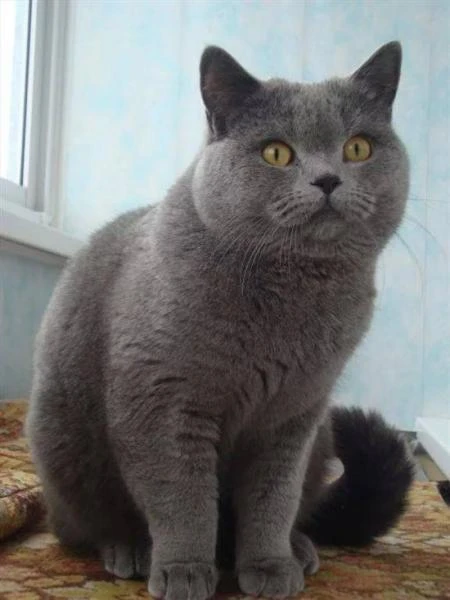 Фото  Британский кот. Вязка. 