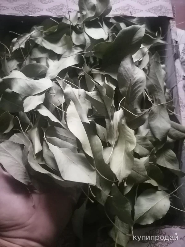 Фото Листья груши дикой. Цена за 100 грамм.