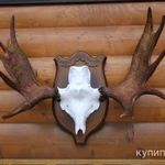 Фото №3 Чучела диких животных