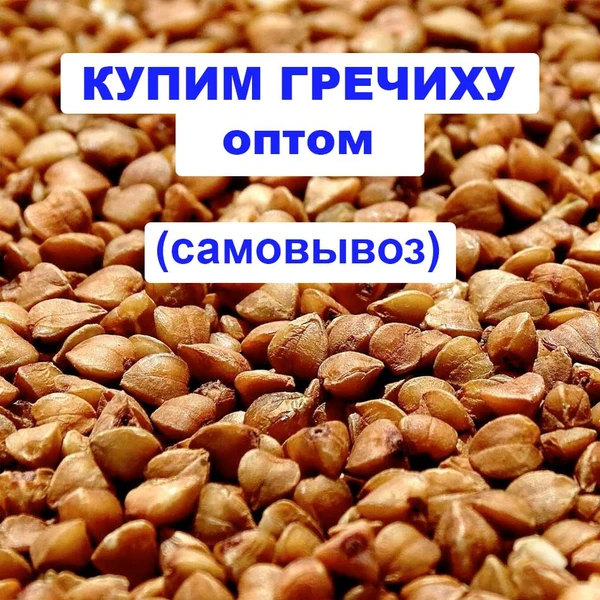 Фото Купим гречиху от 40 тонн, возможен самовывоз