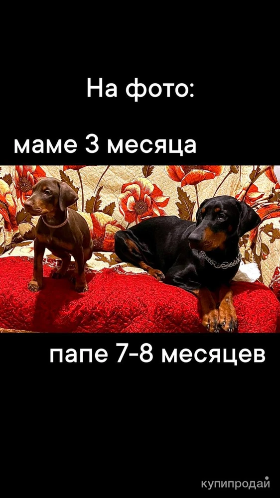 Фото Чистокровные щенки Добермана