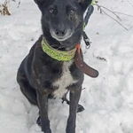 Маленькая, ласковая собачка Черри в добрые руки