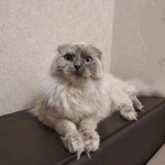Фото №2 Ищу кота