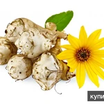 Фото №2 продам Топинамбур этого года не только для диабетиков и беременных ))