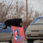 Дрессировка собак