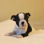 Фото №5 Бостон терьер щеночки