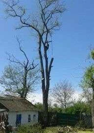 Фото Спил деревьев