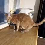 Фото №5 Муха, домашняя кошечка породы корниш-рекс ищет дом