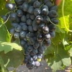 фото Фрукты