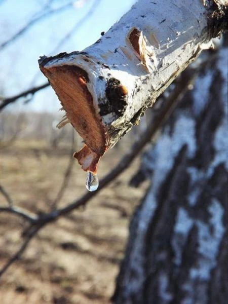 Фото Березовый сок
