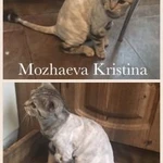 Фото №4 Стрижка ваших питомцев без наркоза