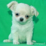 Фото №7 чихуахуа белоснежный мальчик шоу