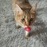 Фото №2 Отдам в добрые руки