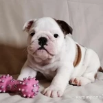 Фото №9 Щенки английского бульдога