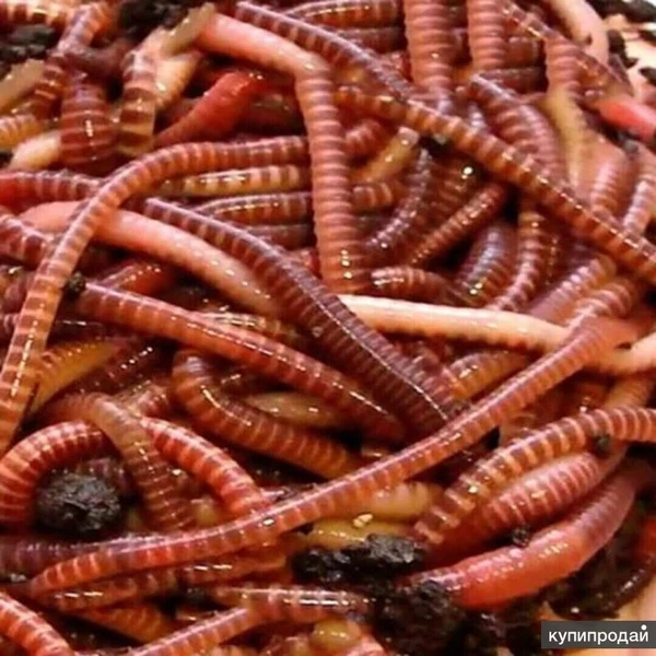 Фото Продаю красных калифорнийских червей
