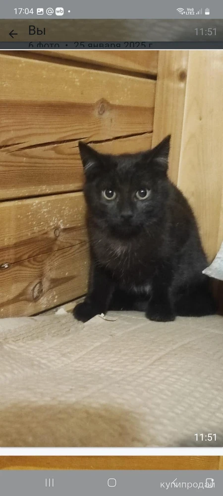 Фото Кошечка в любищее в руки