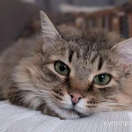 Фото №5 Длинношерстная роскошная красавица кошка Марфа в добрые руки