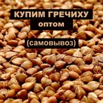 фото Закупаем гречиху оптом, возможен самовывоз