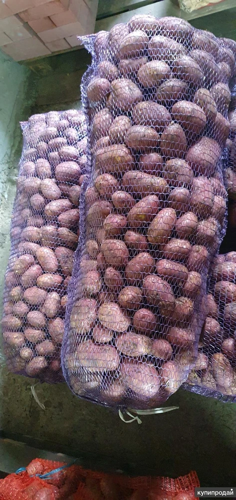 Фото Картофель