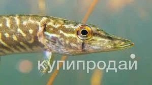 Фото Щука для зарыбления пруда(мальки)