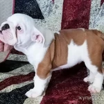 Фото №7 Щенки английского бульдога