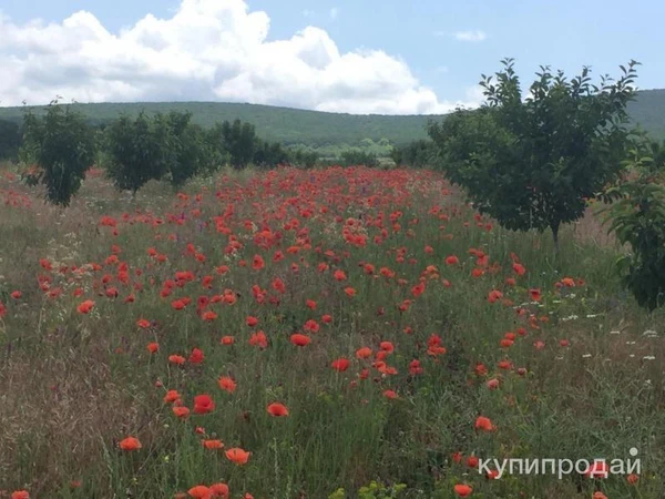 Фото Готовый бизнес, черешневый сад 11,4 Га