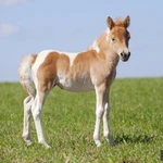 Фото №6 Продажа пони. Пони-ферма