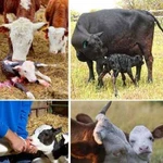 Ректальное исследование коров