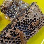 фото Мёд Алтай