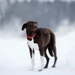 Фото №3 Красавица Токио. Если у девочки шанс?