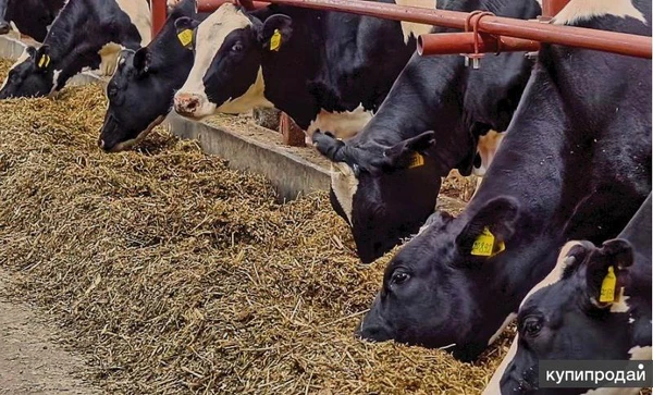 Фото Продажа крс оптом живым весом