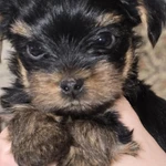 Фото №2 Продажа щенков