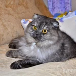 фото Зооняня (домашняя передержка)