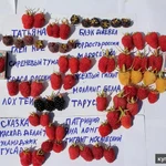 Фото №4 Малина летняя и ремонтантная 40 сортов