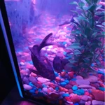 Фото №3 Продам сомов.