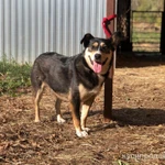 Фото №7 Очаровательная Малышка в дар.